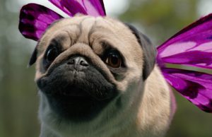 Behind The Scenes: Three ‘Free Your Puggerfly’ . . .