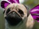 Behind The Scenes: Three ‘Free Your Puggerfly’ . . .